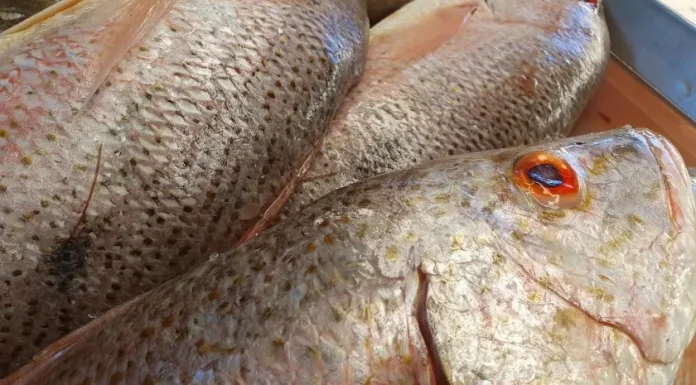 Oceana advierte que en pescaderías de Sonora sustituyen algunas especies como róbalo o mero, por basa o tilapia