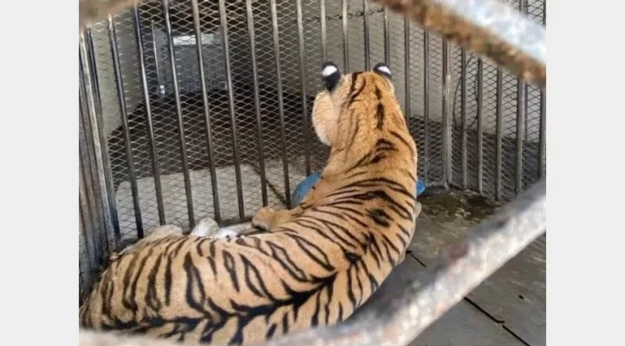 Tigre de bengala asegurado en Sinaloa no era Baluma: FGR