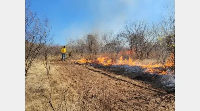 Suman 34 incendios forestales en Sonora en lo que va del 2023
