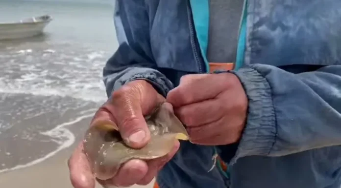 Inician colecta de firmas para detener mutilación de rayas en Huatabampito