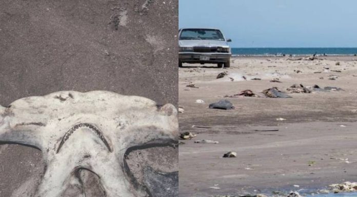 ¿Ecocidio en Sonora? Más especies marinas mueren en playas de Huatabampo