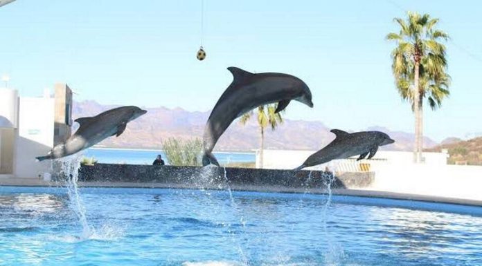No está en riesgo el Delfinario en San Carlos por Ley General de Vida Silvestre