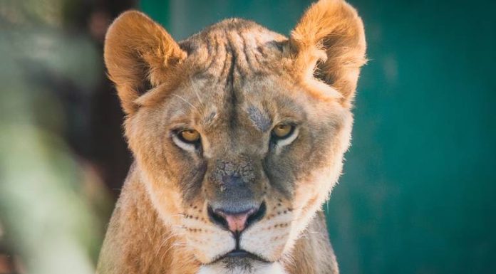 Centro Ecológico de Hermosillo: con nuevos atractivos, estará abierto en Semana Santa