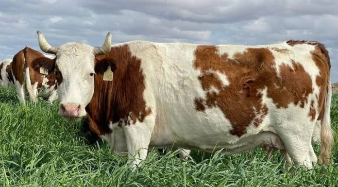 Innovación ganadera, proponen estrategia para recuperar hato de Sonora