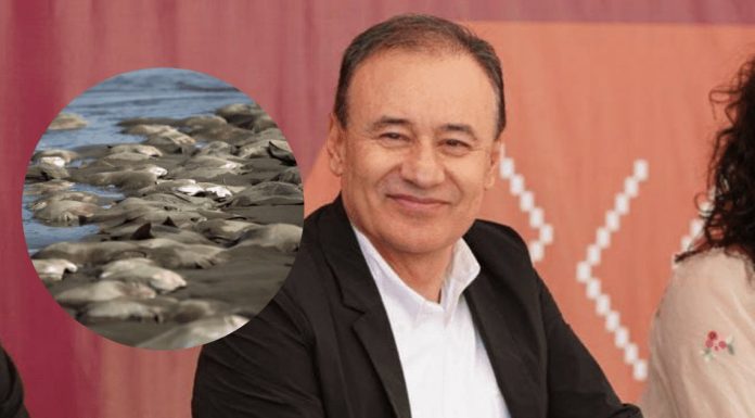 Durazo califica «decisión ignorante y cavernaria» mutilación de rayas