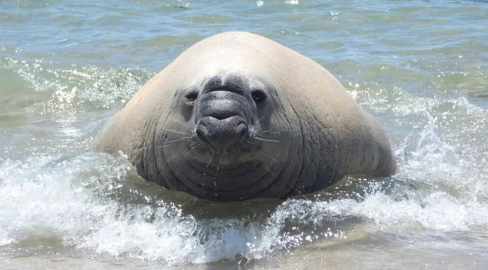 Elefante marino visto en Puerto Peñasco goza de buena salud, regresó solo al mar, confirma bióloga