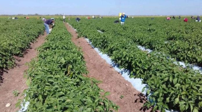 Tienen horticultores buena temporada