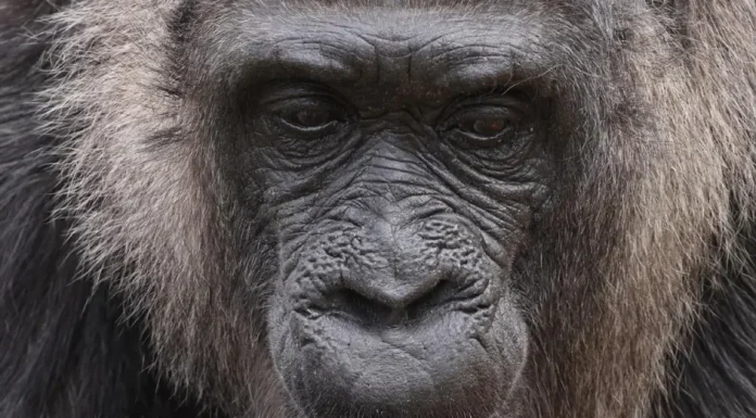 ‘Fatou’, la gorila más vieja del mundo, cumple 66 años en zoológico de Berlín