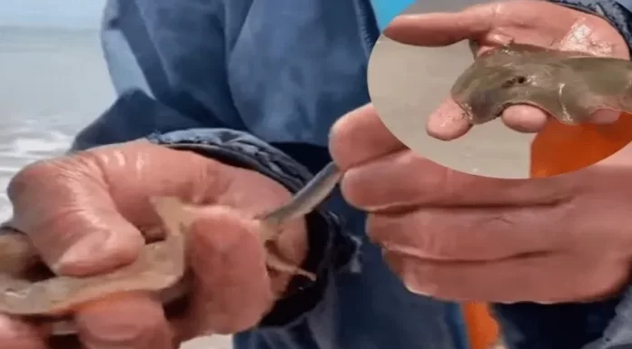 Avanza procedimiento por caso de rayas en Huatabampo: Profepa