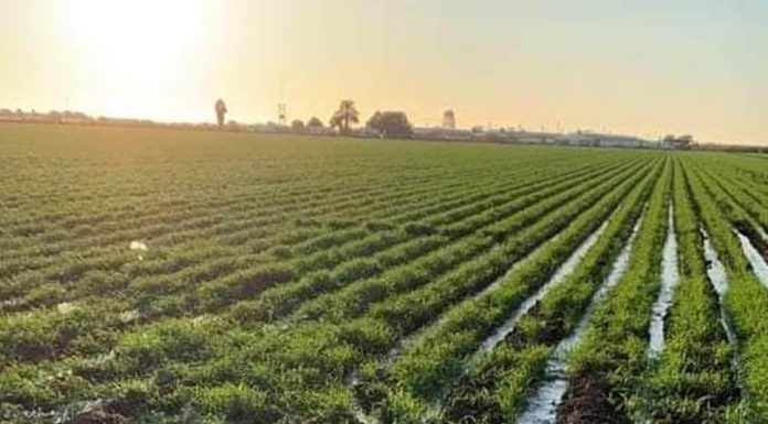 Productores del sur de Sonora urgen plan de rescate