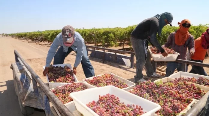 Esperan contar con suficiente mano de obra para la cosecha de uva en Sonora