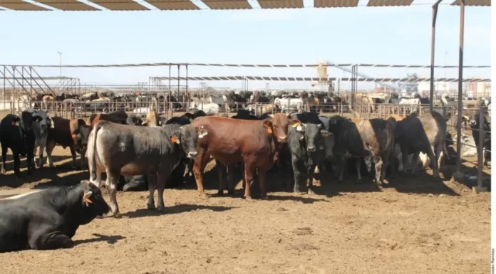 El precio de la carne de res podría disminuir por el bajo costo del trigo: Unión Ganadera Regional de Sonora
