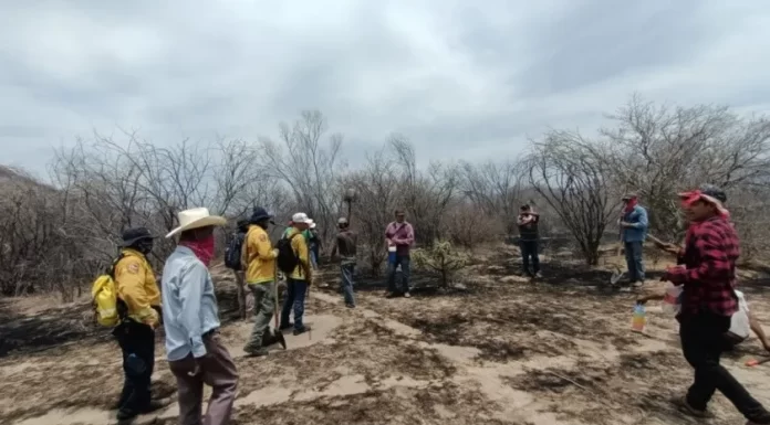 Apagan incendio forestal en municipio de Navojoa; consumió 462 hectáreas