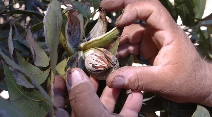 Ven difícil panorama productores de nuez en Sonora