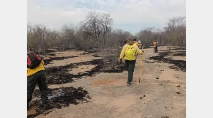 Incendios forestales “pegan” a ganaderos del Sur de Sonora