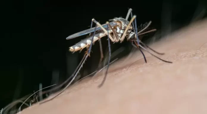 Se han confirmado 9 casos de dengue en Sonora en lo que va del año