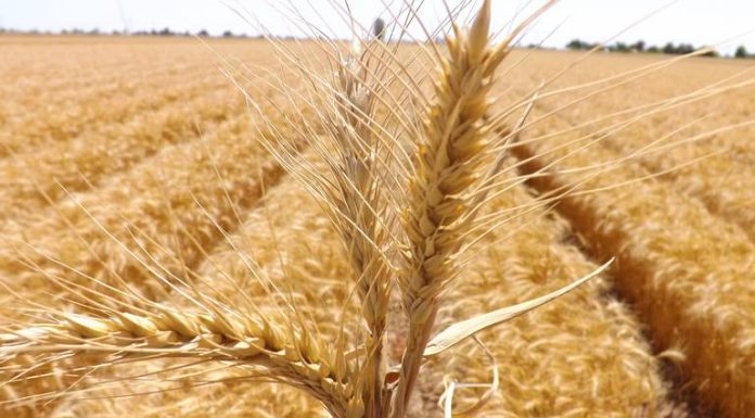 Crisis por precios del trigo desestabiliza comercialización sonorense