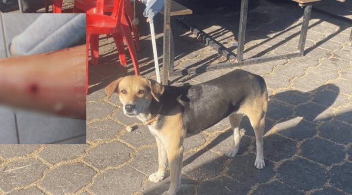 Registran constantes ataques de perros a turistas y habitantes de Álamos