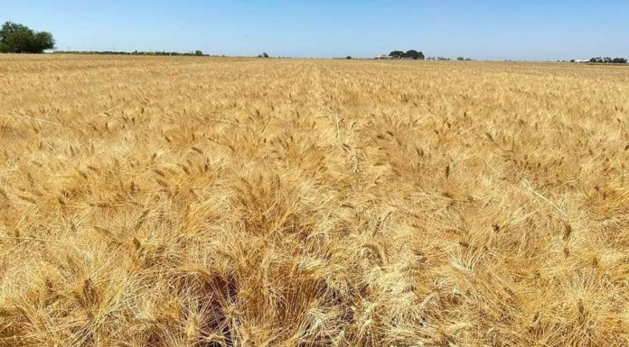 Será un año complicado para la agricultura: Uriel Silva