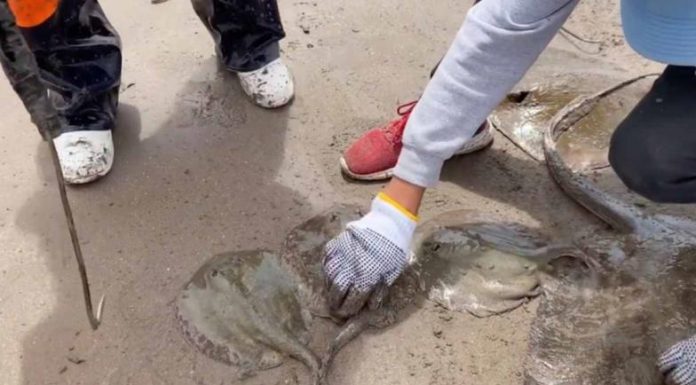 Golpea a turismo lo de tiburones