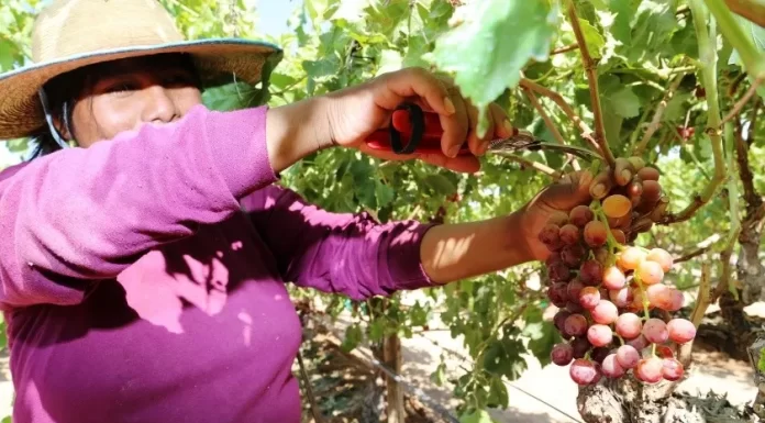 Participación de la mujer sube en sector agropecuario de Sonora