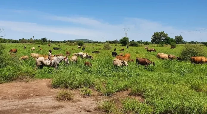 Sonora sin problemas de sequía extrema este año: Sagarhpa