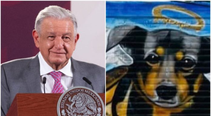 López Obrador presentará iniciativa para proteger a animales tras casos de maltrato