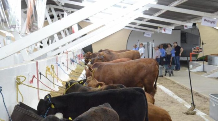 Busca Secretaría de Agricultura estatal contar con inventario actualizado de ganado en Sonora