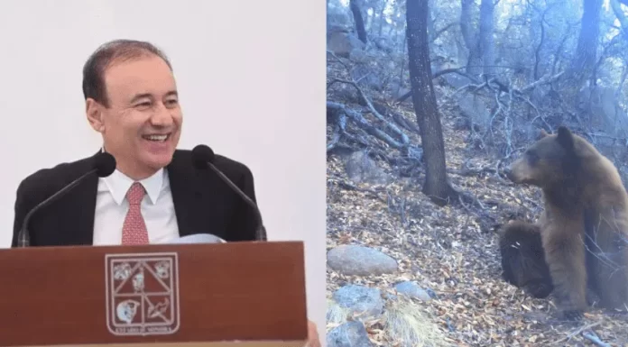 Alfonso Durazo comparte avistamiento de un Oso Negro Mexicano en Sonora
