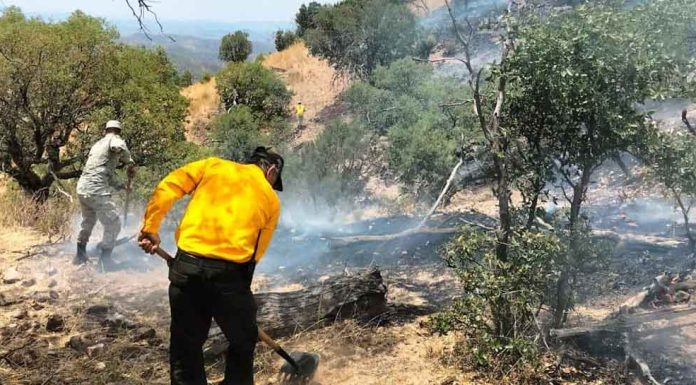 Incendio forestal en Ímuris está 100% controlado y 95% liquidado, reporta Protección Civil
