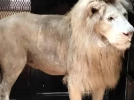 En Michoacán, Profepa asegura león blanco en deplorables condiciones de salud