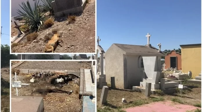 Envenenan a 10 perros en panteón del Carmen de Ciudad Obregón ; Piden ayuda para encontrar al responsable