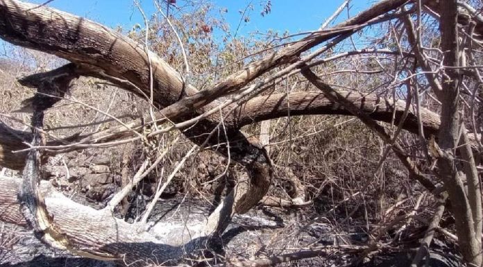Ambientalistas piden no realizar actividades prohibidas en La Colorada