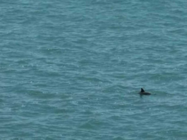 Hay entre 10 y 14 vaquitas marinas en México: “Es el mayor éxito de conservación en 30 años”, asegura bióloga