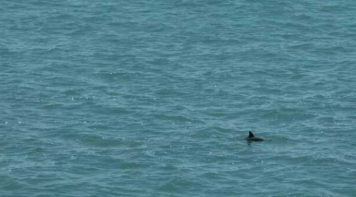 Hay entre 10 y 14 vaquitas marinas en México: “Es el mayor éxito de conservación en 30 años”, asegura bióloga