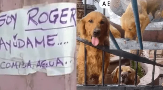 Atienden caso de perros abandonados en vivienda de Ciudad Obregón