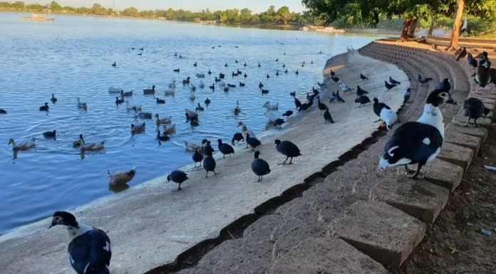 Ciudad Obregón: Adelantarán llenado de la Laguna del Náinari para proteger a peces