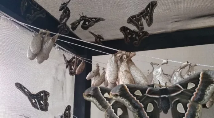 Sonora: Falta de lluvias “pausa” reproducción de mariposas en Cócorit