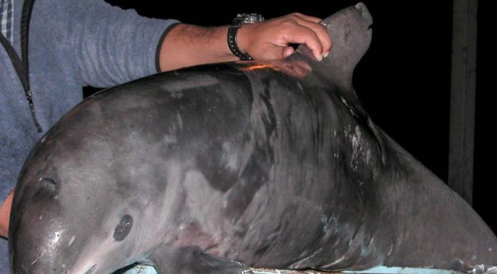 Lanzan Alerta de Extinción internacional para salvar a la vaquita marina