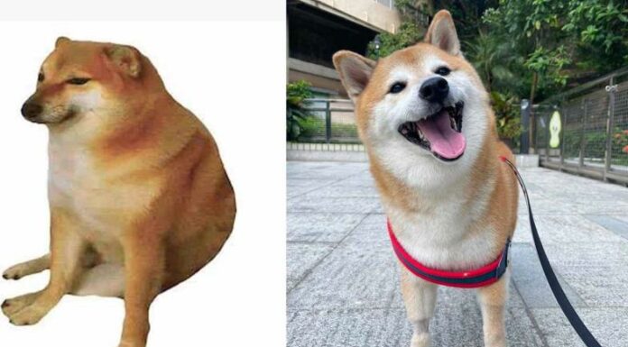 Muere «Cheems», el famoso perrito de los memes que conquistó las redes sociales