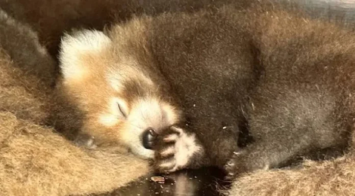 Nacen dos pandas rojos en el parque de animales Bio Topia en Francia