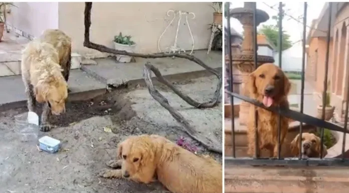 Ciudad Obregón: No serán retirados perros Golden Retriever a su dueño; recibirán tratamiento para mejorar su salud