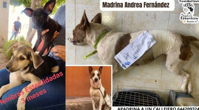 Fundación CES realizará campaña de esterilización de perros y gatos en Cajeme