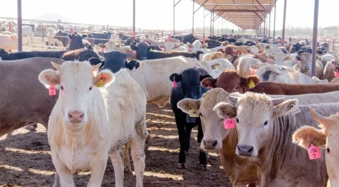 Escasez de lluvias amenaza al sector ganadero en Valle del Yaqui