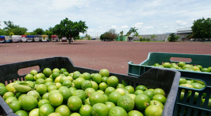 Apatzingán reactiva corte de limón tras extorsiones; sigue investigación