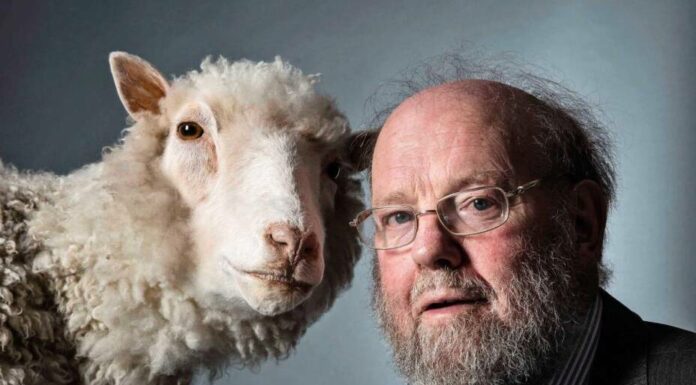 Muere Ian Wilmut, padre y pionero en la clonación de la oveja Dolly