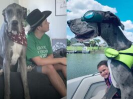 Falleció Zeus, el perro más grande del mundo; sólo tenía 3 años