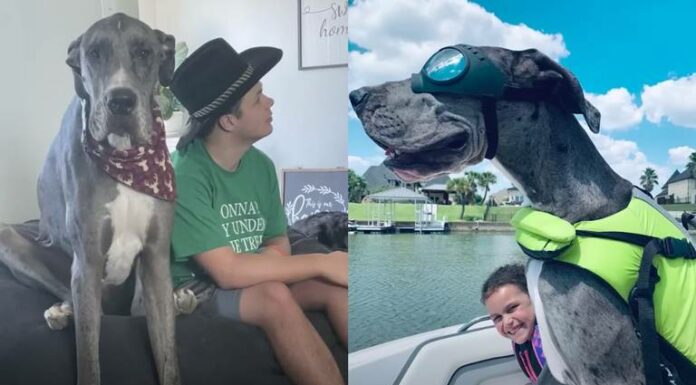 Falleció Zeus, el perro más grande del mundo; sólo tenía 3 años