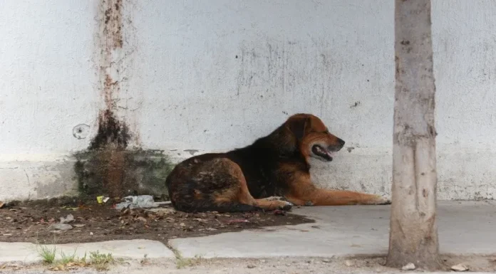 Lidera colonia Russo Vogel reportes por garrapatas en CO