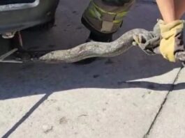 LLAMADOS POR ANIMALES EXÓTICOS DENTRO DE INMUEBLES SON MUY COMUNES EN CAJEME: DEPARTAMENTO DE BOMBEROS